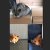 jumping_hamsters_
