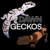 dawngeckos