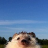 angry_headgehog