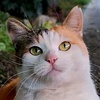 keshacat5