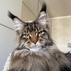 prolove_mainecoon