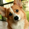 corgi_team