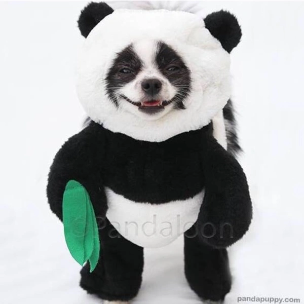 Huxley The Panda Puppy🐼🐶(Pandaloon TikTok
