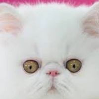 funny  -  bad guy（meow version）