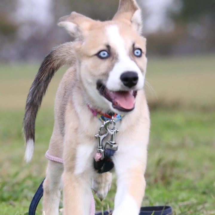 ホッピー 犬の相談 Hoppy Dog Tiktok ホッピー 犬の相談 さんのtiktok最新動画をチェックしよう