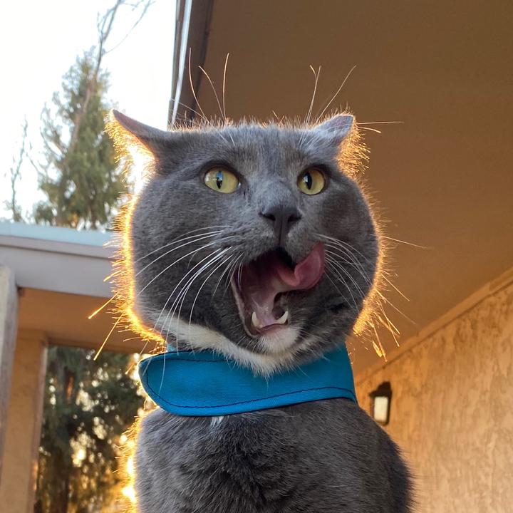 @therapycatroger - Roger & His Brothers