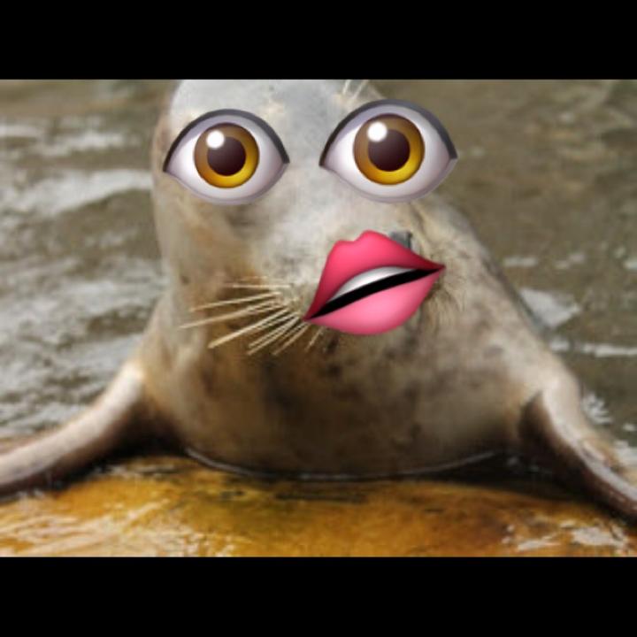 🦄 official_seal Seal TikTok
