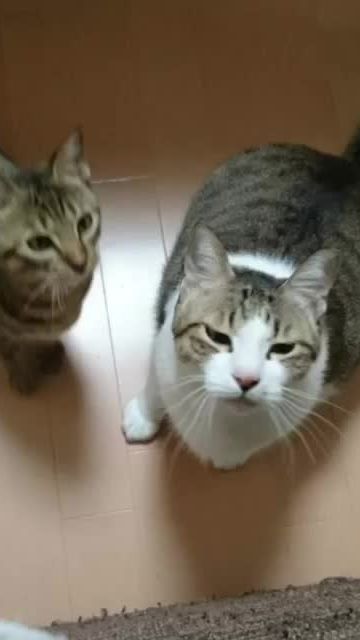 TikTok video thumbnail by sawa777awas