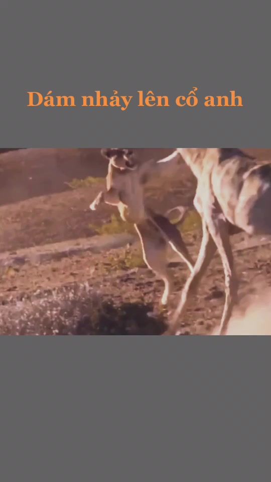 TikTok video thumbnail by kenhgiaitri91
