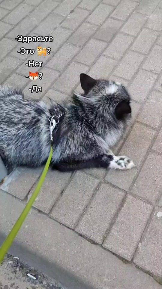 TikTok video thumbnail by ars_pet_fox