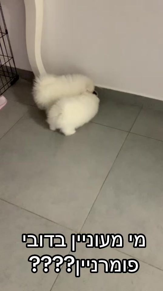 TikTok video thumbnail by danielcohen515