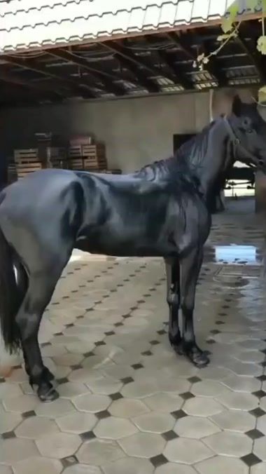 TikTok video thumbnail by _shebzukhowa_