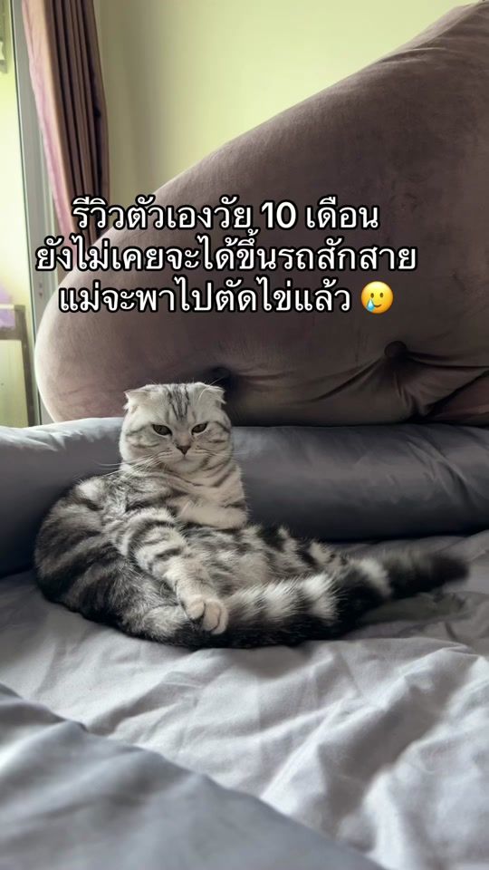 TikTok video thumbnail by nong_tofu