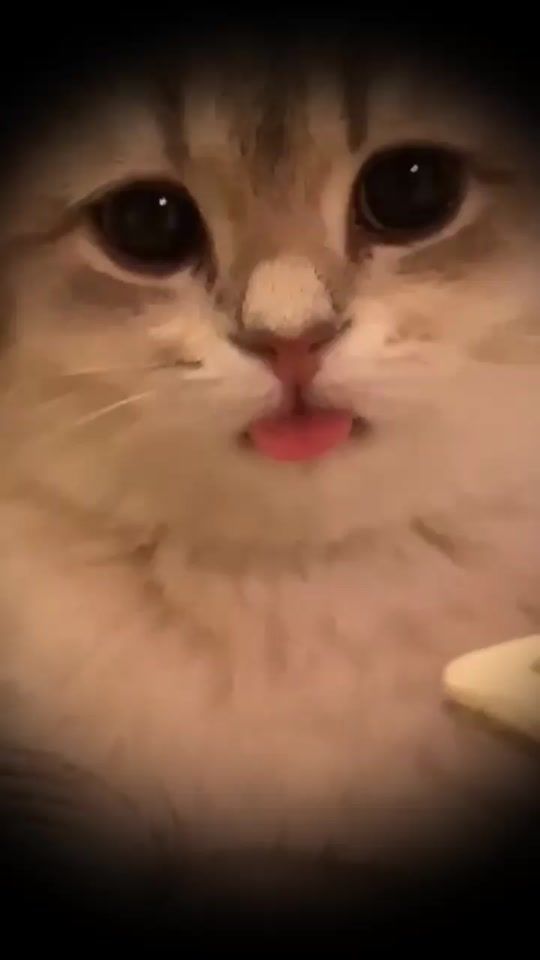 TikTok video thumbnail by kittenmeow555