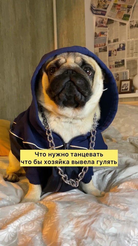 TikTok video thumbnail by pug_senya
