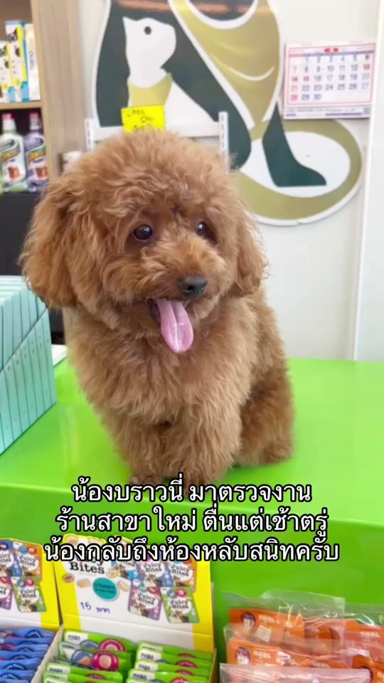 TikTok video thumbnail by brownydogpet