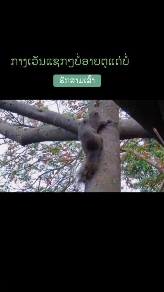 TikTok video thumbnail by thanuxay