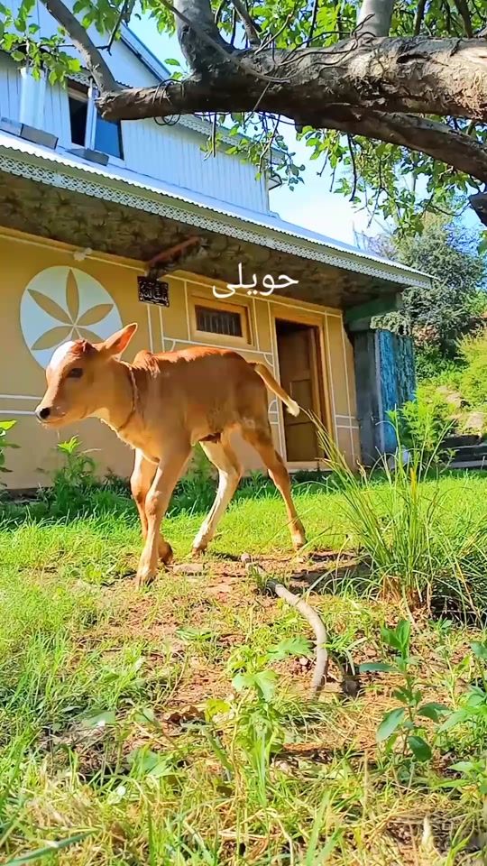 TikTok video thumbnail by atifawan9993322