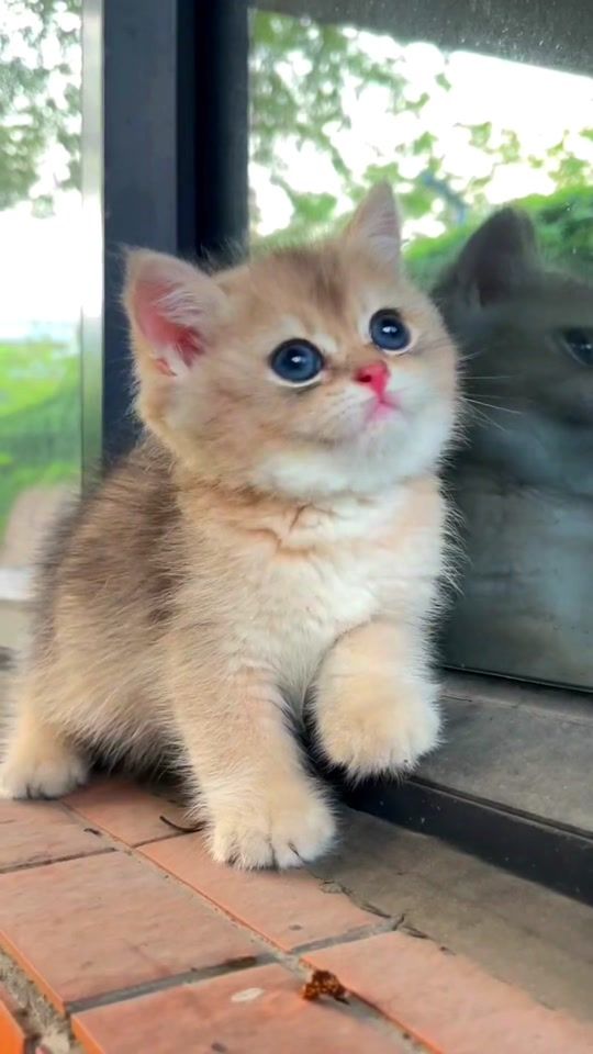 TikTok video thumbnail by happypets7788