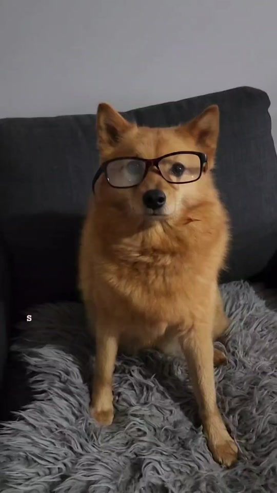 TikTok video thumbnail by kayatheshepherd