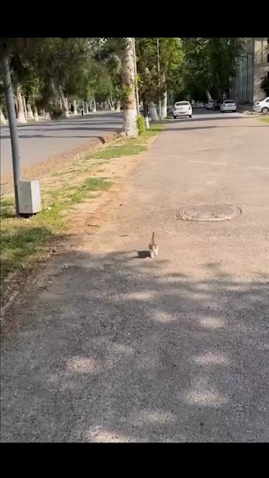 TikTok video thumbnail by cflolyyqq