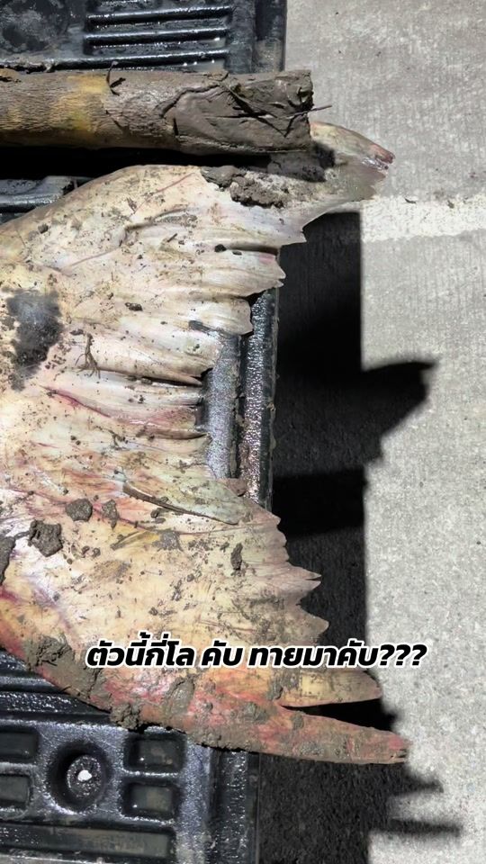 TikTok video thumbnail by khao_kong47