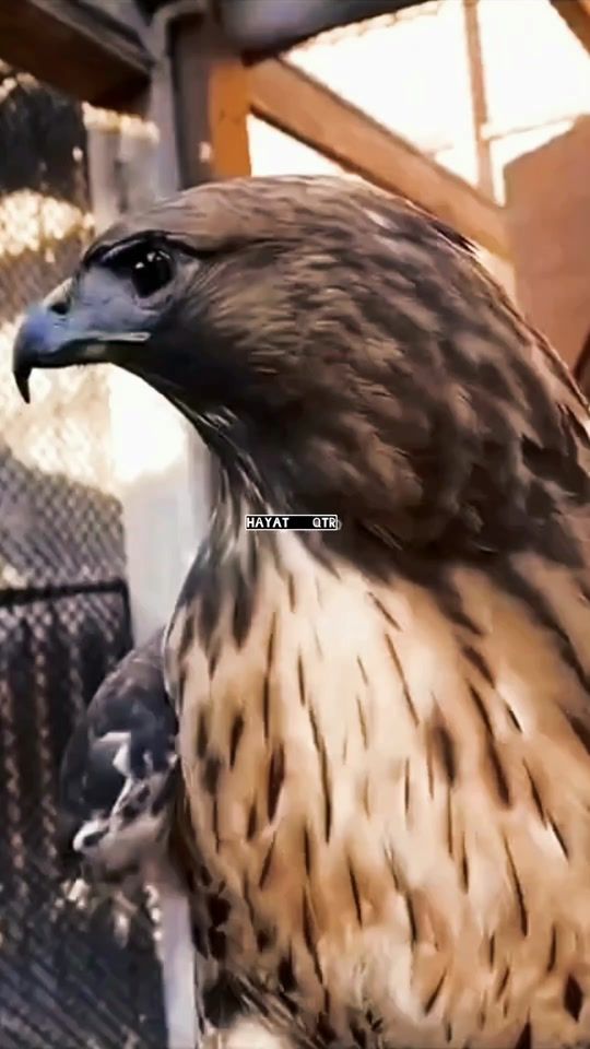 TikTok video thumbnail by hayat___qtr