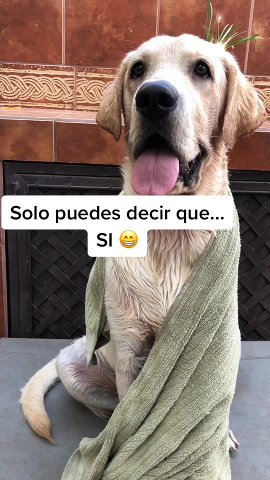 TikTok video thumbnail by maepetsmx