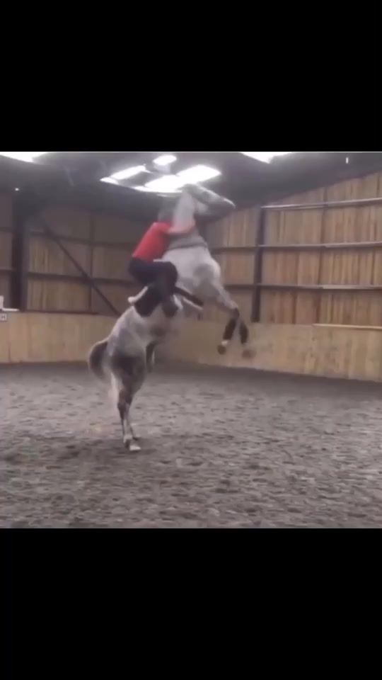 TikTok video thumbnail by horses_and_horsefails_