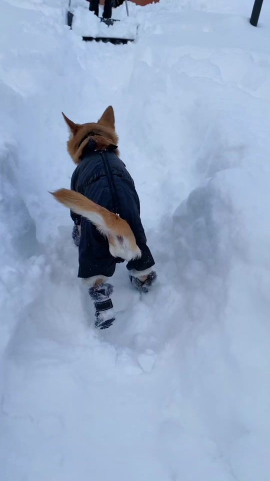 TikTok video thumbnail by chipschihuahua