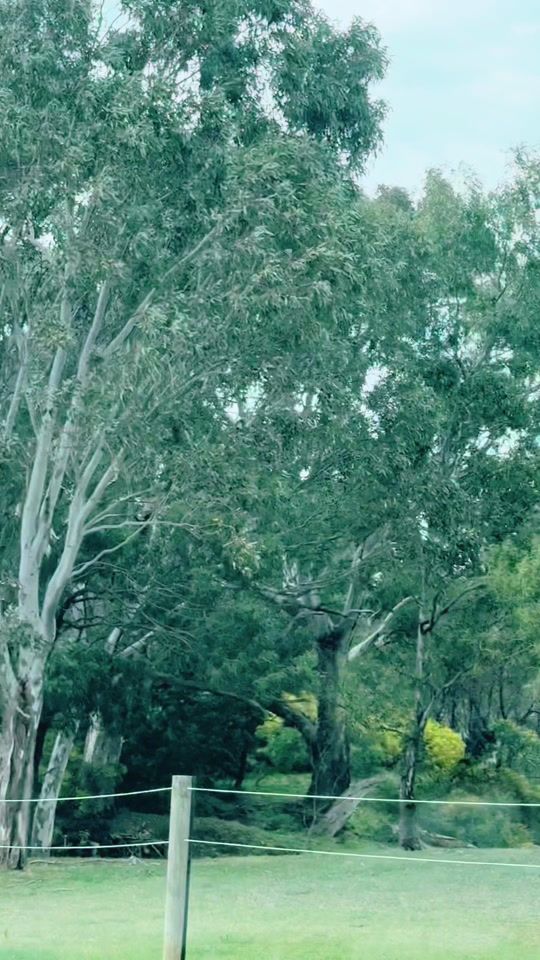 TikTok video thumbnail by merrifield.event