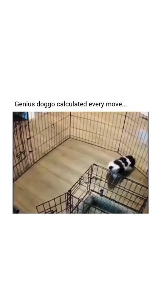 TikTok video thumbnail by gigglypets