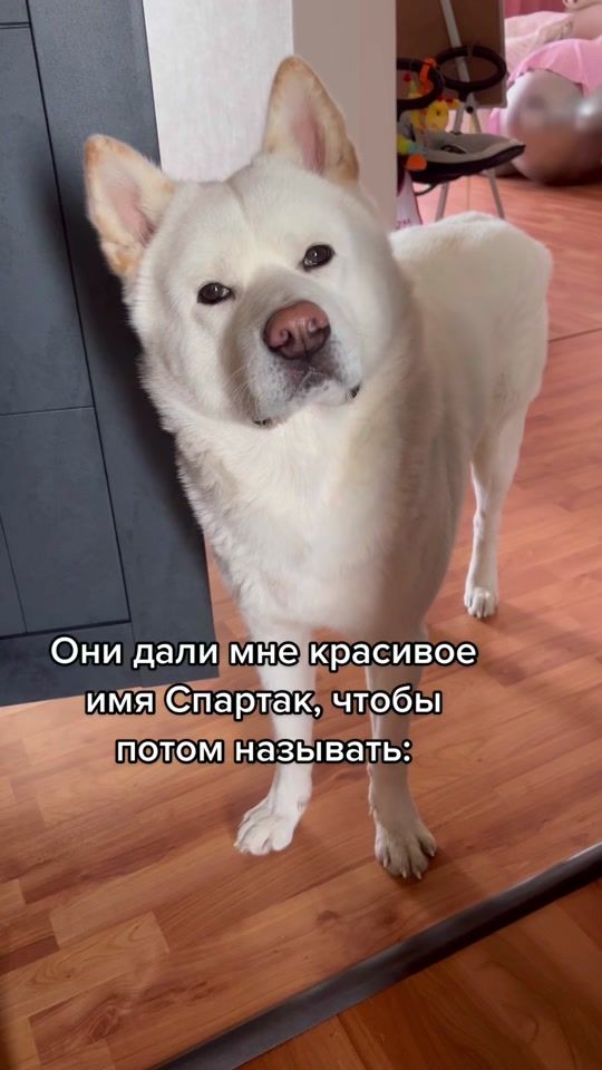 TikTok video thumbnail by sobak_spartak