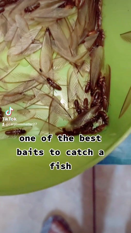 TikTok video thumbnail by g2monstercarpfishing27