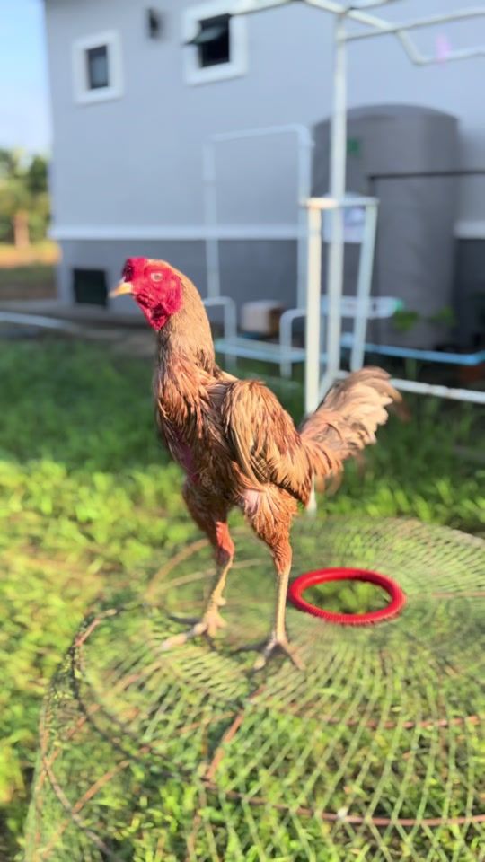 TikTok video thumbnail by s.dektepp