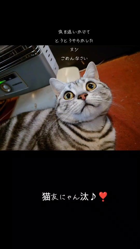 TikTok video thumbnail by kumako76