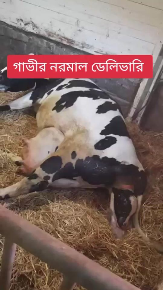 TikTok video thumbnail by cattle_gellary