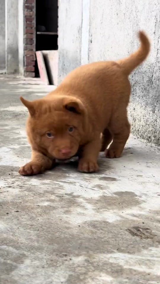 TikTok video thumbnail by cauvang312