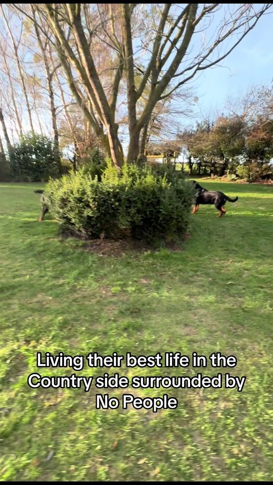 TikTok video thumbnail by harleyandchop