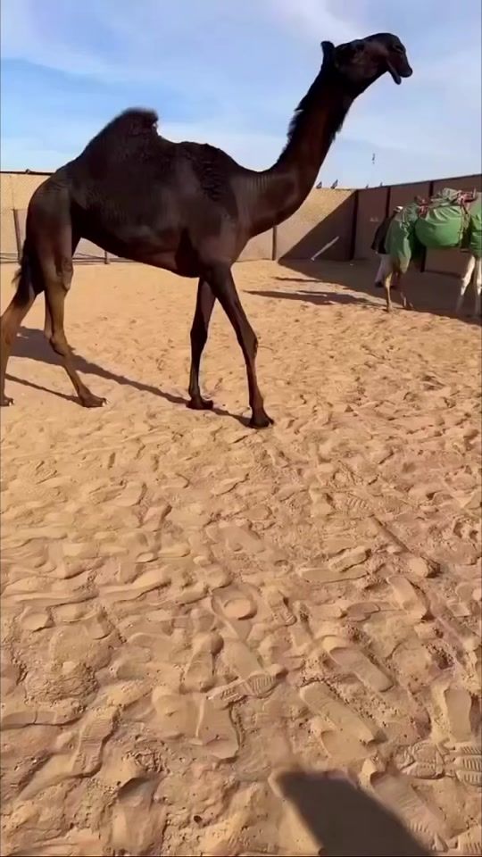 TikTok video thumbnail by doos.5o2