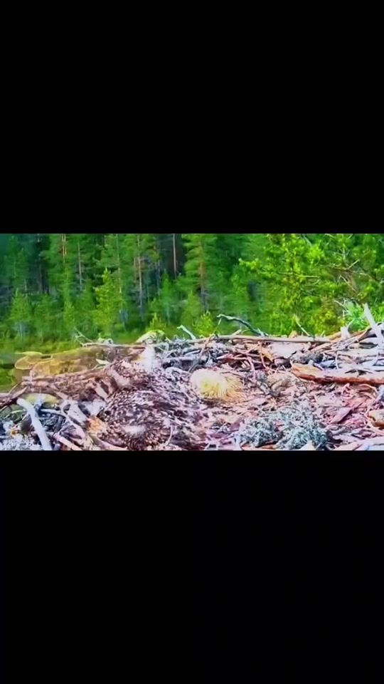 TikTok video thumbnail by rackkhunrack884