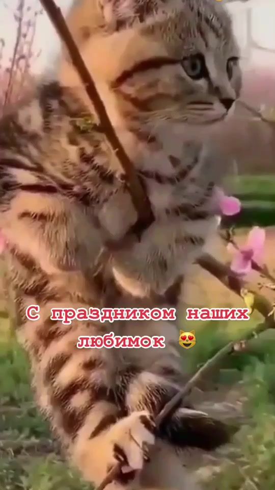 TikTok video thumbnail by mila190119
