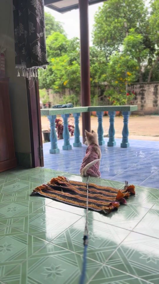 TikTok video thumbnail by aunaun6362
