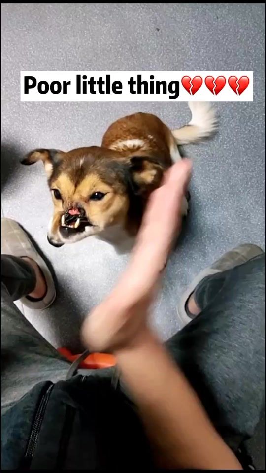TikTok video thumbnail by animalstory_2020
