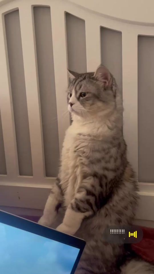 TikTok video thumbnail by aroosh434