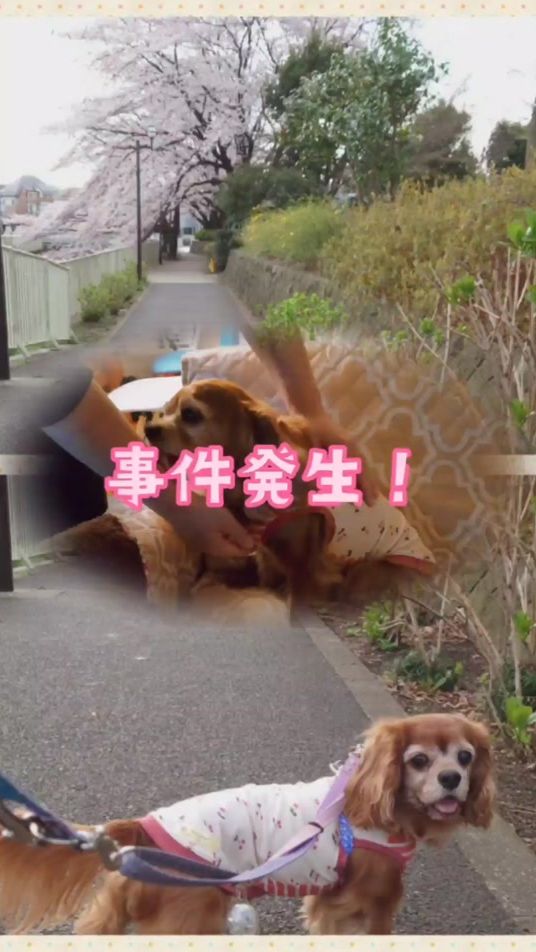 TikTok video thumbnail by kc_maron_akoi_mom