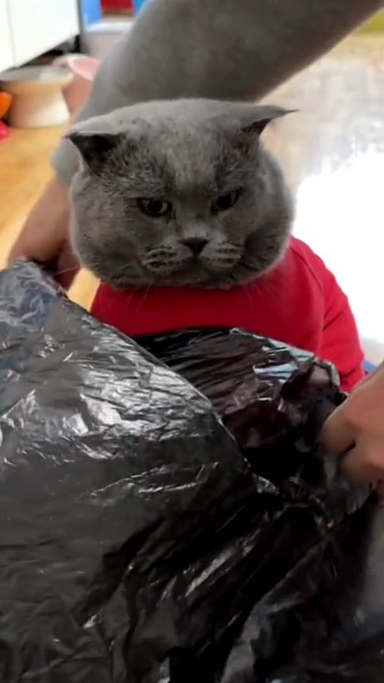 TikTok video thumbnail by happypets7788
