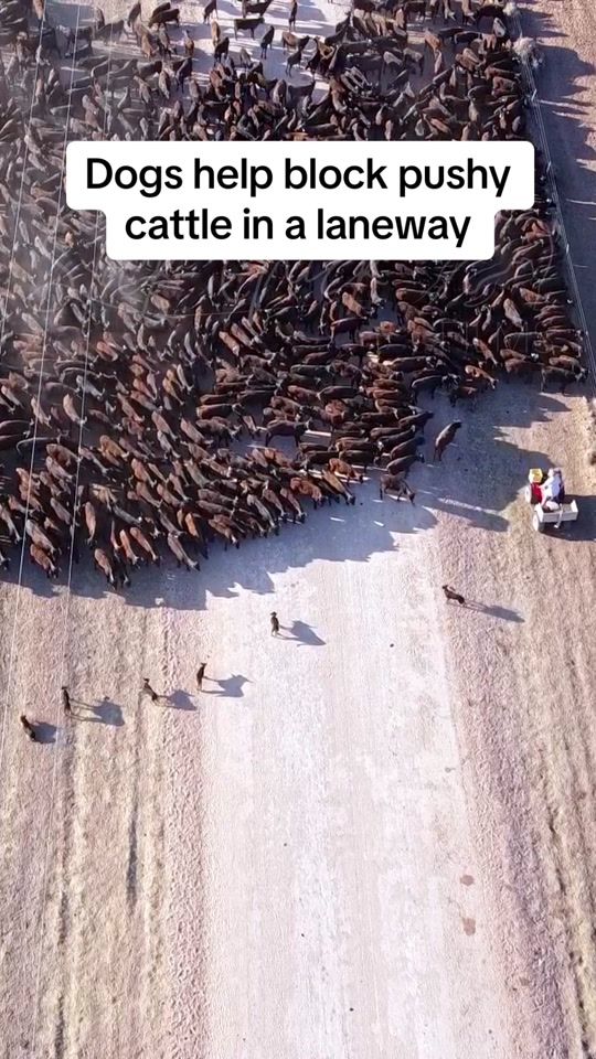 TikTok video thumbnail by stockchickfilms