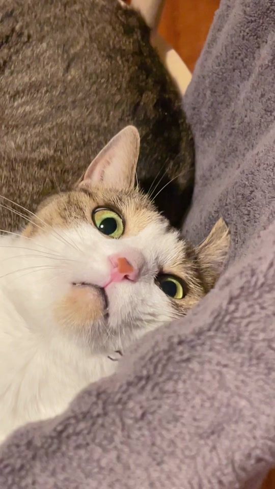 TikTok video thumbnail by pupurin_cat