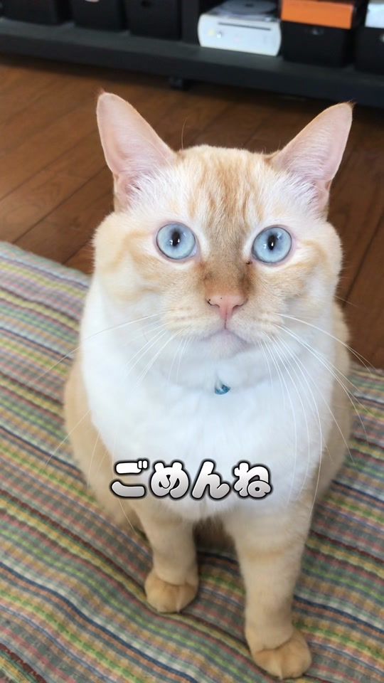TikTok video thumbnail by _karicoco_